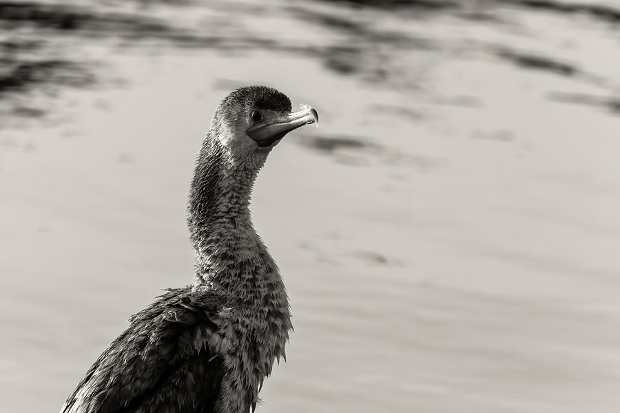 Cormorant in BW Photograph by Jonathan Nguyen