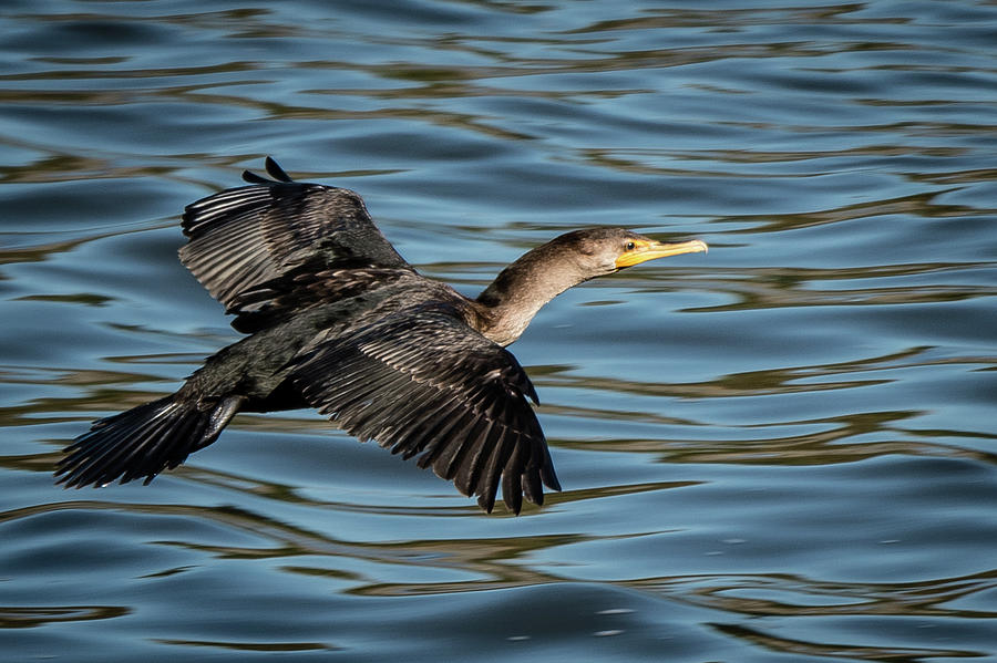 Cormorant in flight Photograph by Gary E Snyder
