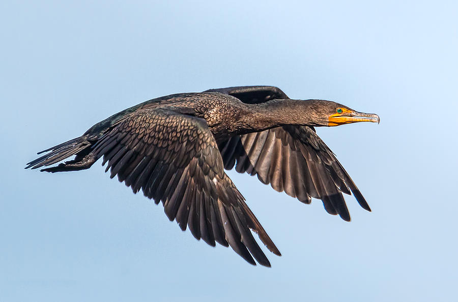 Cormorant in flight Photograph by Kevin Giannini