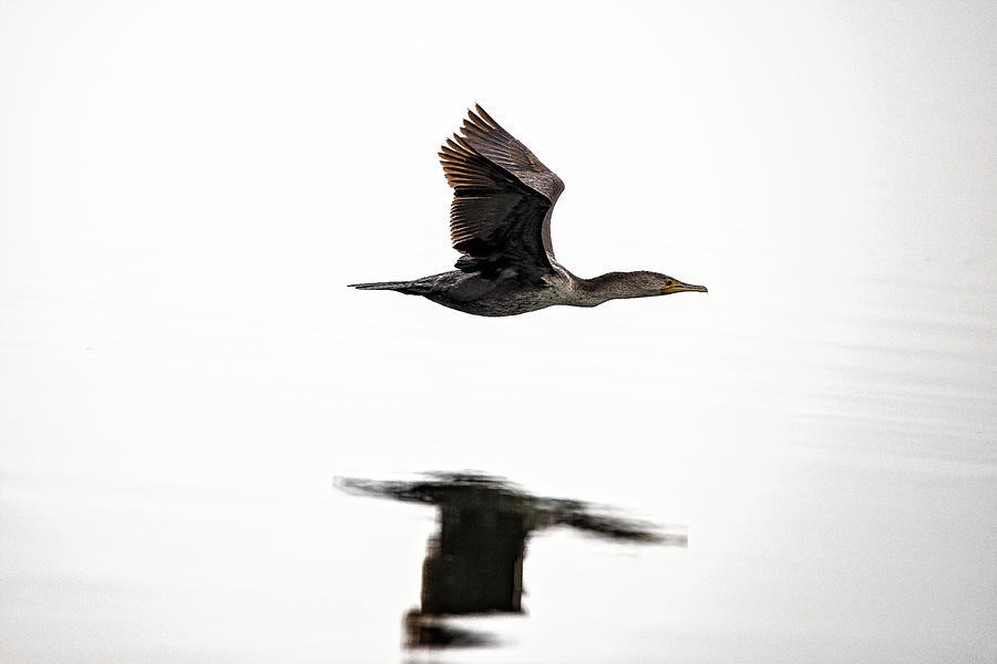 Cormorant in Flight Photograph by Michael White