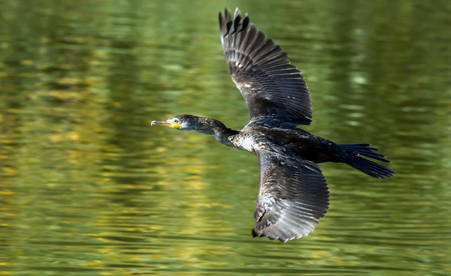 Cormorant in Flight Photograph by Tam Ryan