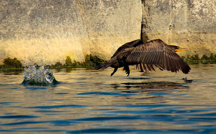 Cormorant in Motion Photograph by Amy Sorvillo