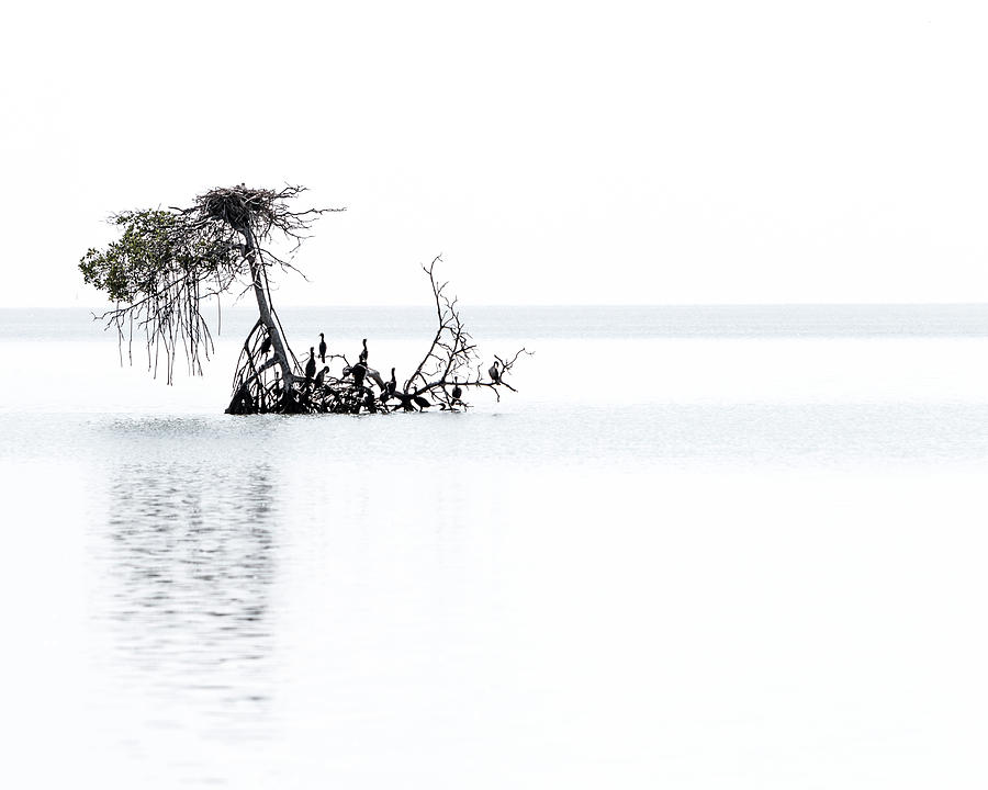Cormorant Island Photograph by Patti Deters
