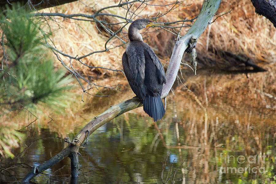 Cormorant Photograph by Karen Jorstad