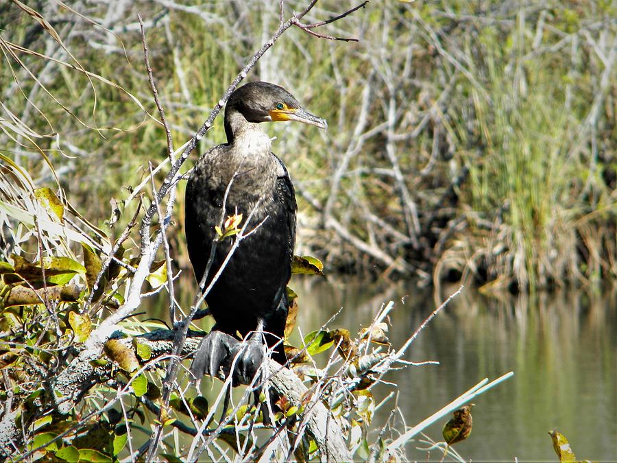 Cormorant by Ken Bradford Cormorant by Ken Bradford