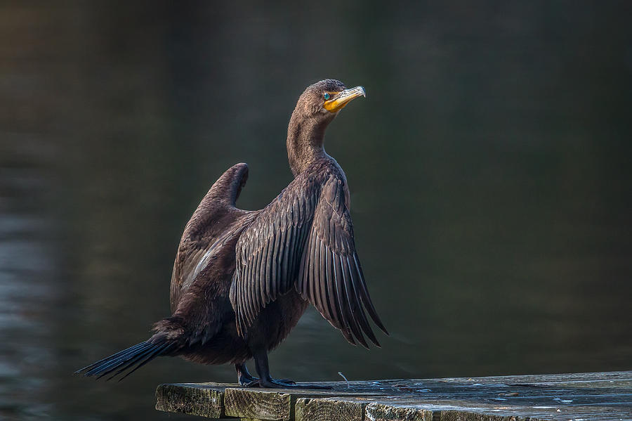 Cormorant Photograph by Kevin Giannini