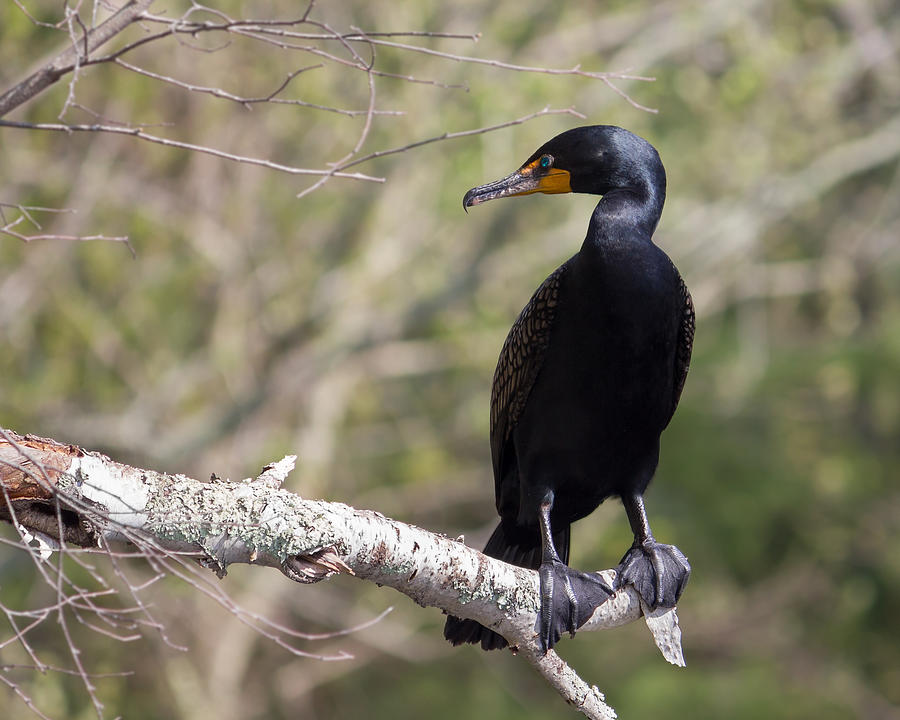Cormorant Photograph