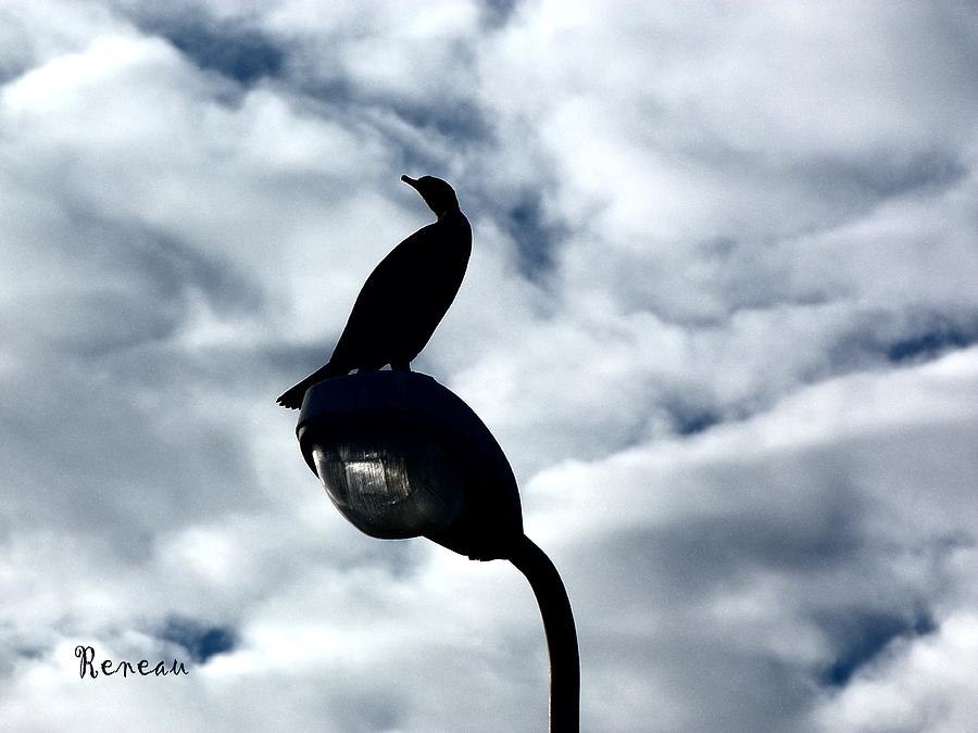 Cormorant Lamp Post Photograph by A L Sadie Reneau