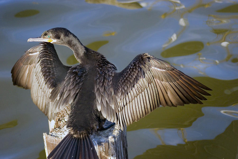 Neotropic Cormorant Photograph - Cormorant looking back by Robert Brown Neotropic Cormorant Photograph - Cormorant looking back by Robert Brown