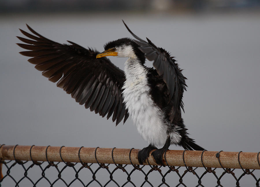 Cormorant Photograph by Masami Iida