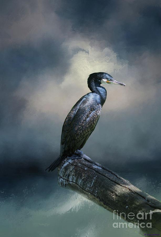 Cormorant Meditation Photograph by Eva Lechner
