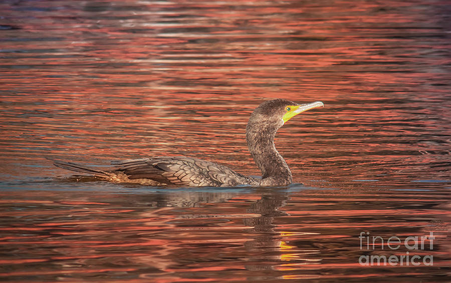 Cormorant On Autumn Red Photograph by Robert Frederick