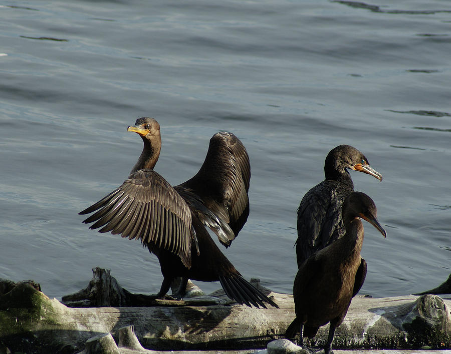 Cormorant on Display Photograph by Margie Avellino