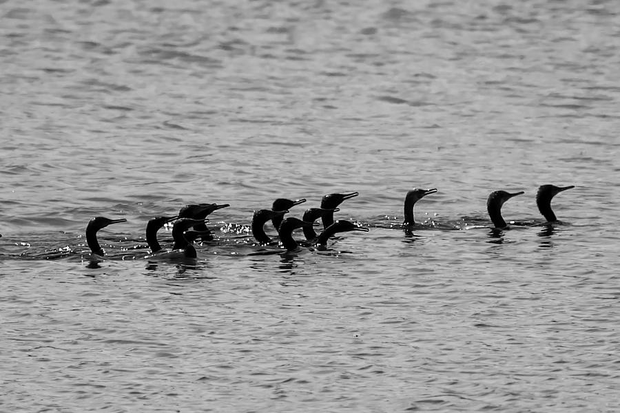 Cormorant on Rampage Photograph by Ramabhadran Thirupattur