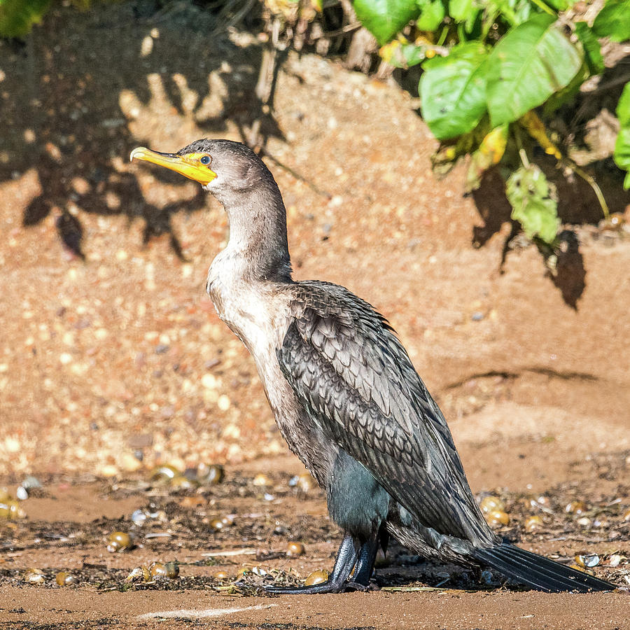 Cormorant on Shore Photograph by Paul Freidlund