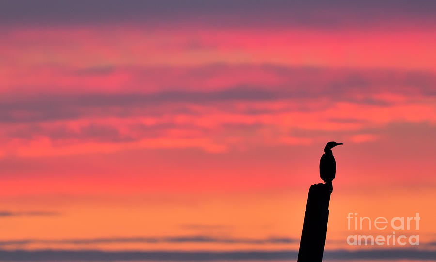 Cormorant Perch Photograph by DJA Images