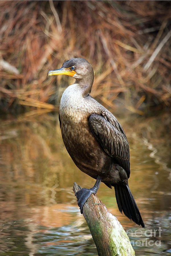 Cormorant Perch II Photograph by Karen Jorstad