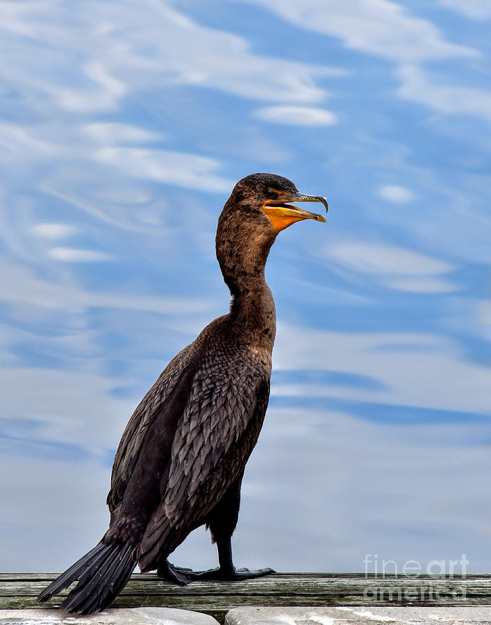 Cormorant Portrait by Cynthia Staley Cormorant Portrait by Cynthia Staley