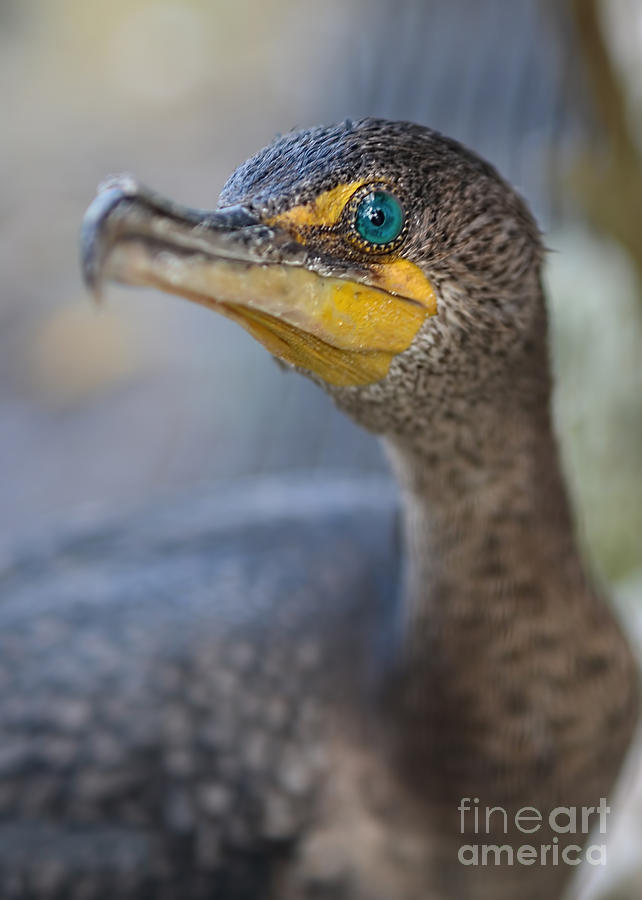 Cormorant Portrait Photograph by Olga Hamilton