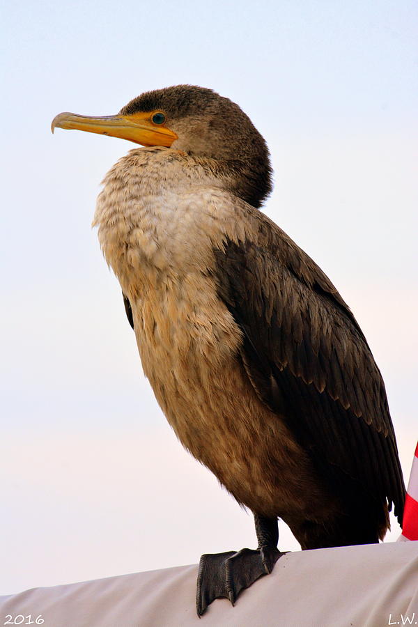 Cormorant Profile Photograph by Lisa Wooten