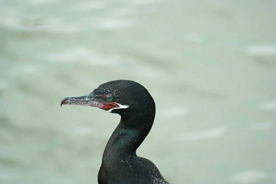 Bird Photograph - Cormorant Profile by Robert Brown