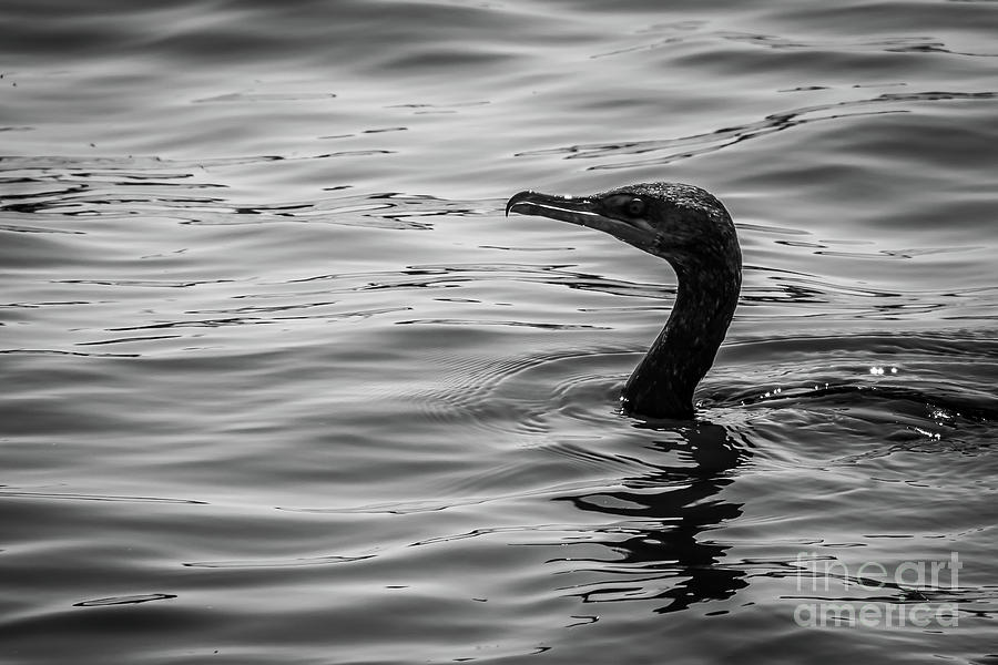 Cormorant ready Photograph by Claudia M Photography