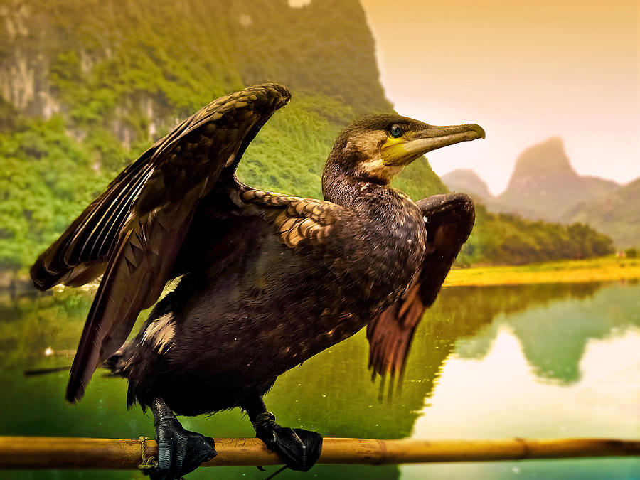 桂林 Cormorant Ready To Go Fishing