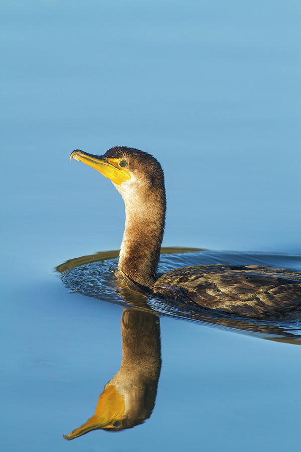 Cormorant Reflection Photograph by Mark Miller