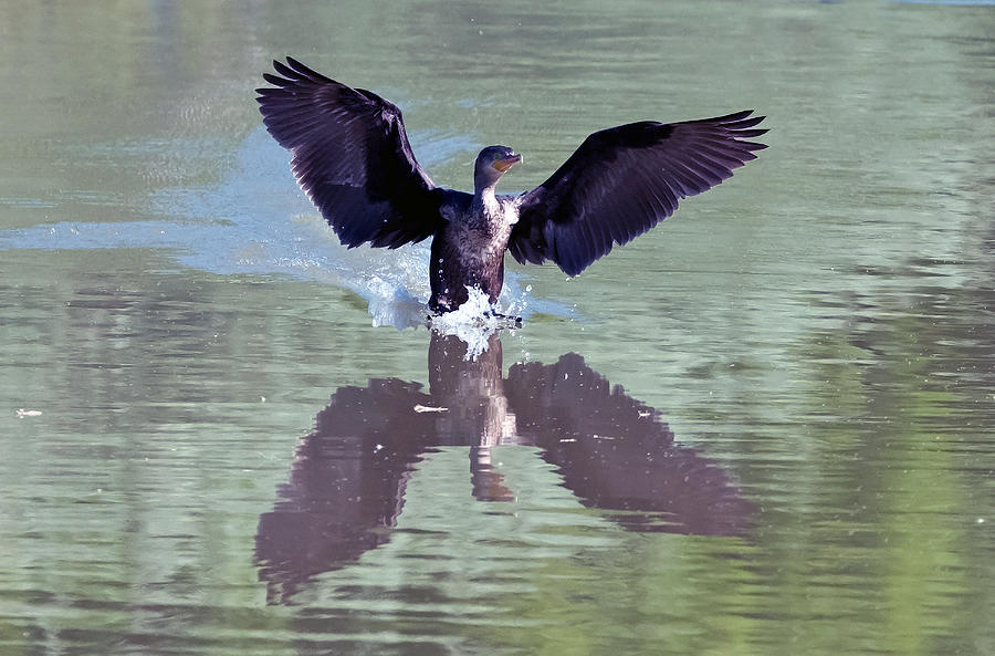 Cormorant Reflection Photograph by Tam Ryan