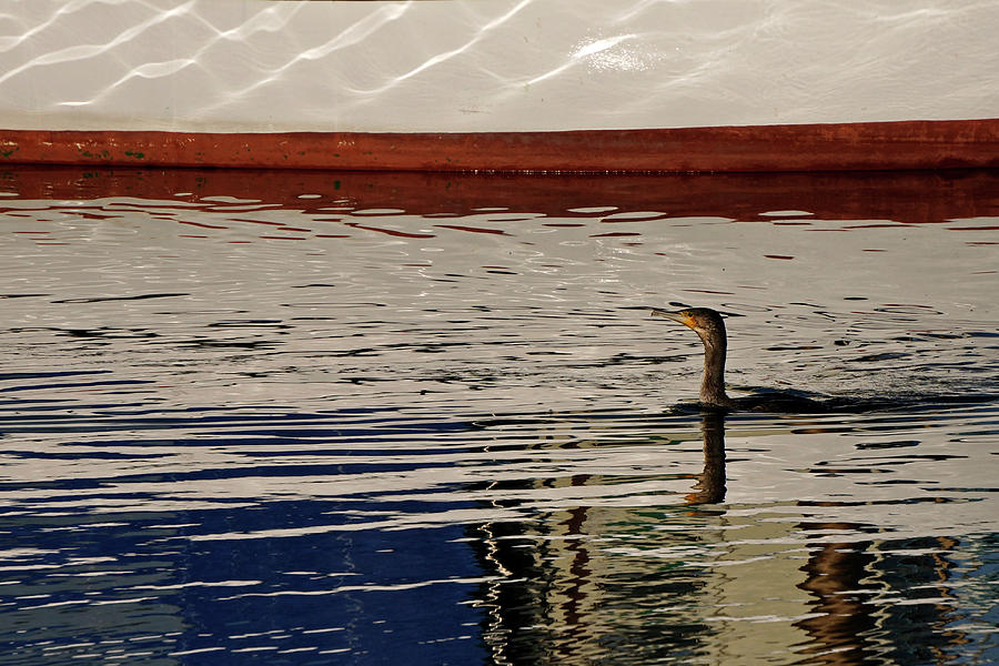 Cormorant Reflections Photograph by Inge Riis McDonald