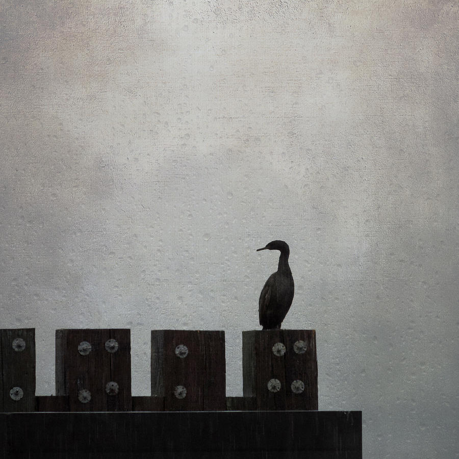 Bird Photograph - Cormorant  by Sally Banfill