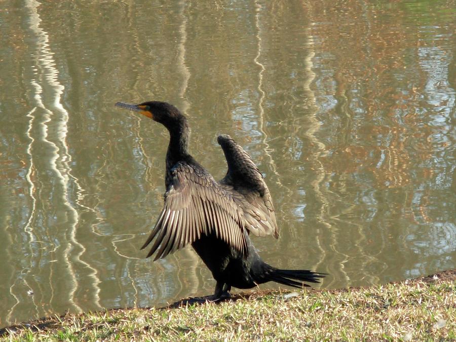 Cormorant Spreads His Wings Photograph by Jeanne Juhos