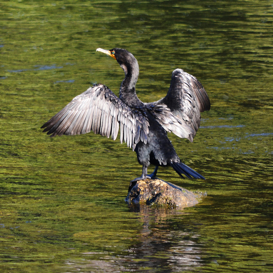 Cormorant - Square Photograph by Richard Andrews