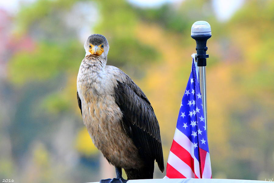 Cormorant Standing Proud Photograph by Lisa Wooten
