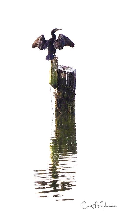 Birds Digital Art - Cormorant Sunning by Carol Fox Henrichs Birds Digital Art - Cormorant Sunning by Carol Fox Henrichs