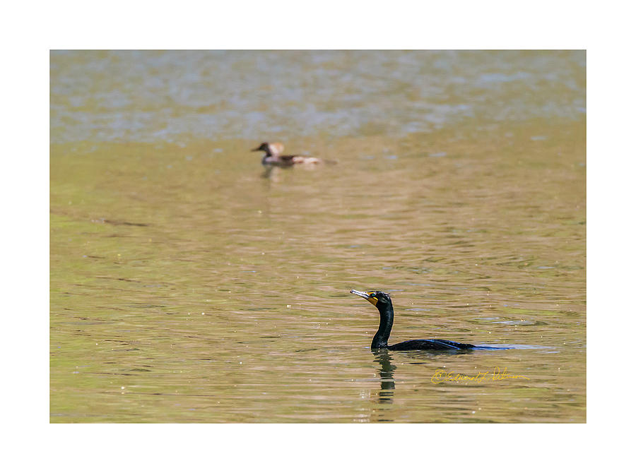 Cormorant Swim Photograph by Ed Peterson