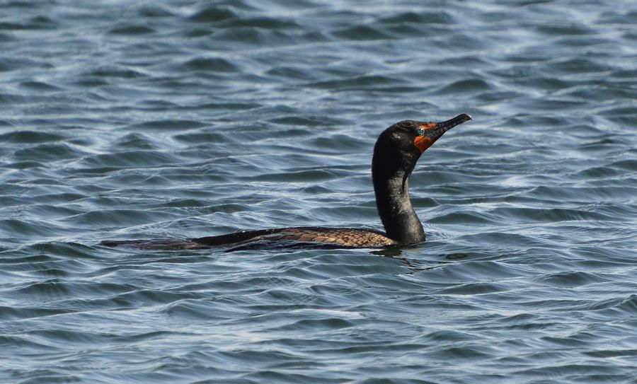 Cormorant Swimming  Photograph by Lyle Crump