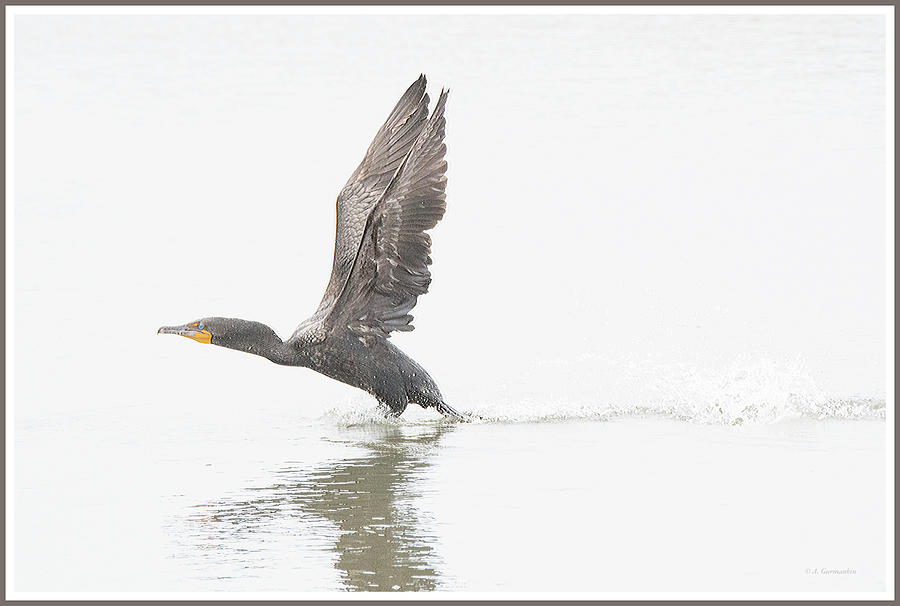 Cormorant Takes Flight Photograph