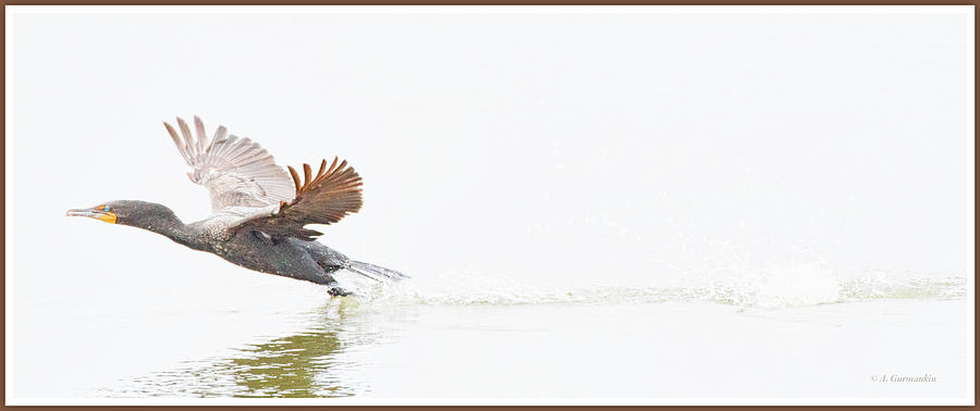 Cormorant takes to Flight Photograph by A Macarthur Gurmankin