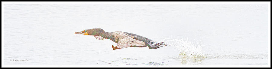 Cormorant Taking Flight Photograph by A Macarthur Gurmankin