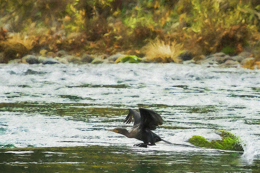 Cormorant Taking Off Photograph by Belinda Greb