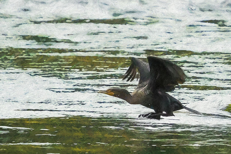 Cormorant Taking Off cu Photograph by Belinda Greb