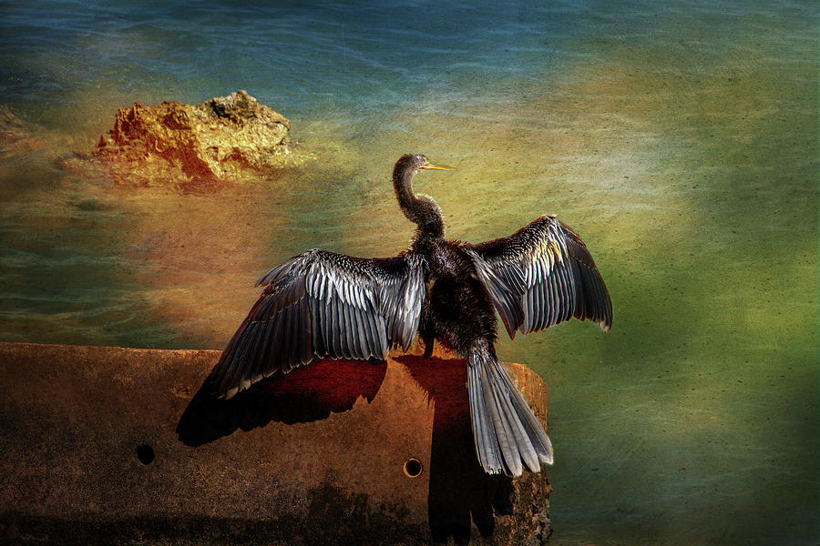Cormorant  Digital Art by Terry Davis