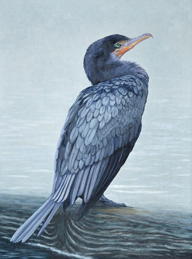 Cormorant Painting by Tom Morgan