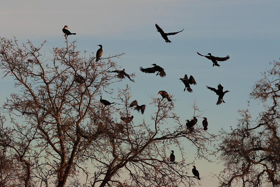 Cormorant Tree Photograph by Kathleen Bishop