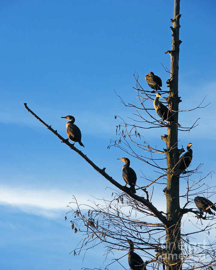 Cormorant Tree Photograph by Lizi Beard-Ward