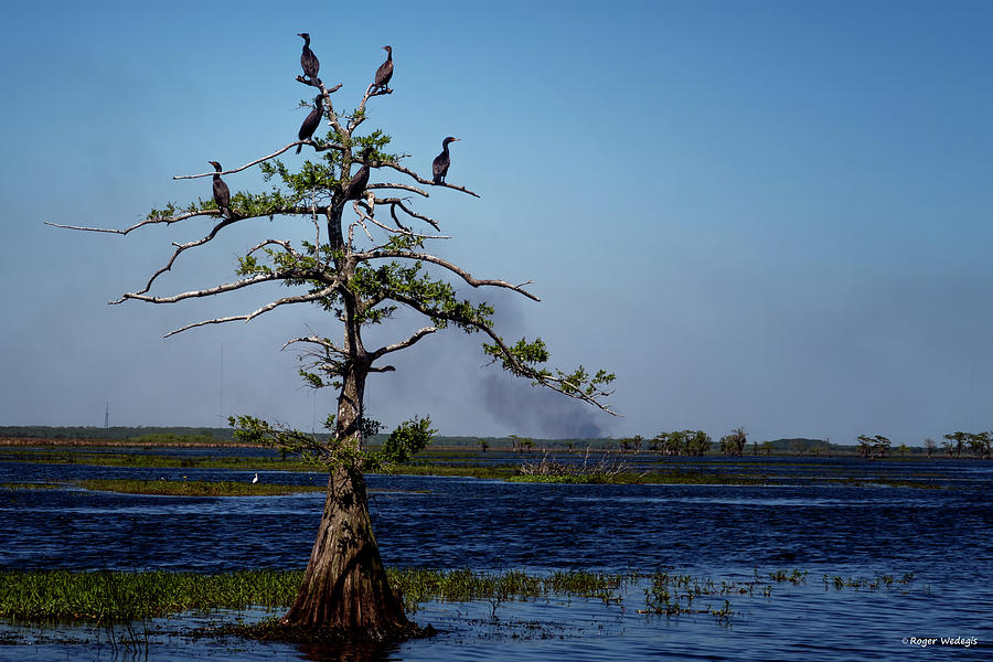 Cormorant Tree Photograph