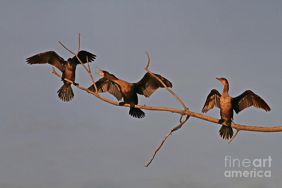 Nature Photograph - Cormorant Wars by Elizabeth Winter