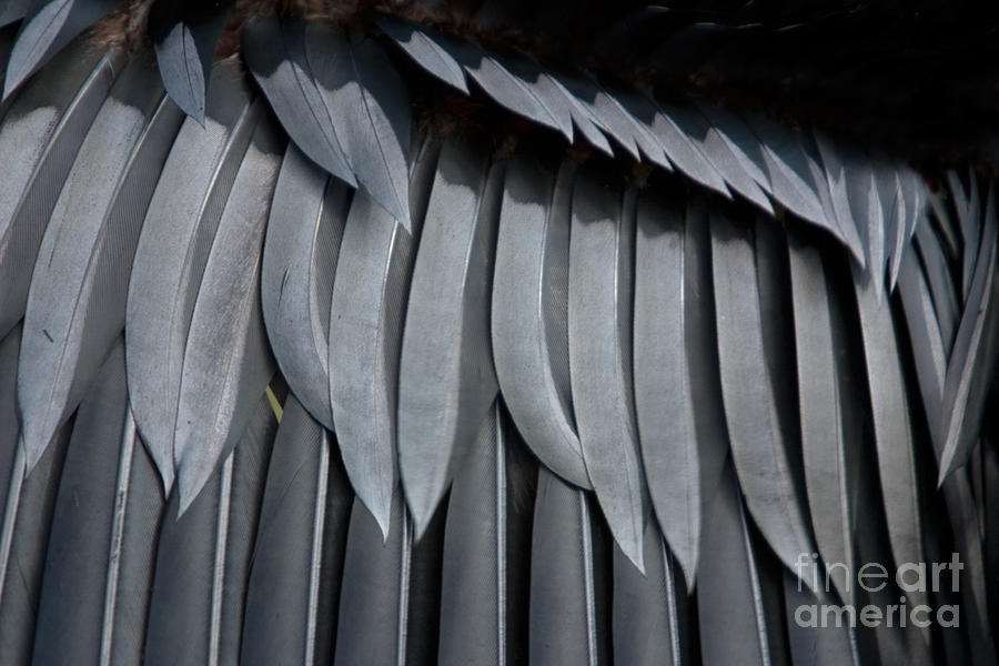 Cormorant wing feathers abstract Photograph by John Harmon