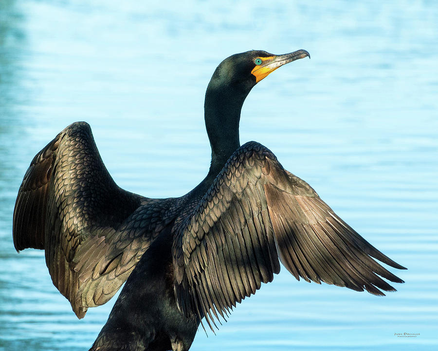 Cormorant Wings Photograph by Judi Dressler